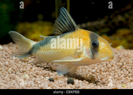 Du sable, David Cory Cory Corydoras davidsandsi (sables bitumineux), natation Banque D'Images