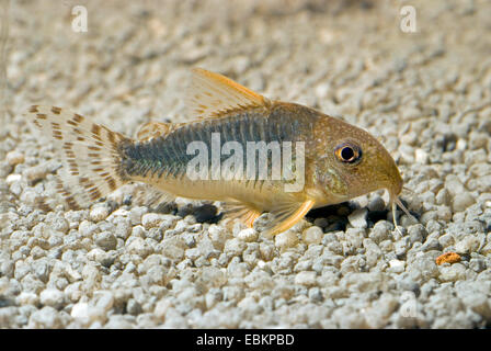 Corydoras Corydoras gossei (poisson-chat), sur le terrain Banque D'Images