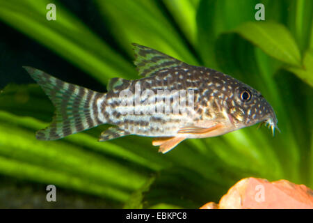 Sterba (Corydoras sterbai cory's), natation Banque D'Images