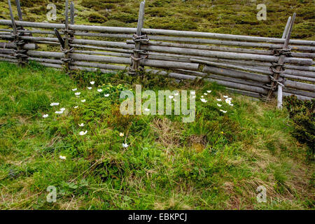 Anémone des Alpes (Pulsatilla alpina), qui fleurit dans une prairie en face d'une clôture, l'Autriche, Roma, le Parc National de Nockberge Banque D'Images