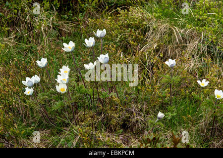 Anémone des Alpes (Pulsatilla alpina), dans un pré en fleurs, l'Autriche, Roma, le Parc National de Nockberge Banque D'Images