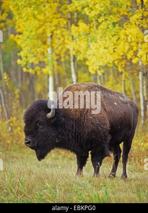 Bison d'Amérique, buffalo, le bison des bois (Bison bison athabascae), debout dans la prairie, Canada Banque D'Images