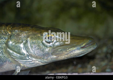 Le brochet, le grand brochet (Esox lucius), portrait, Allemagne Banque D'Images