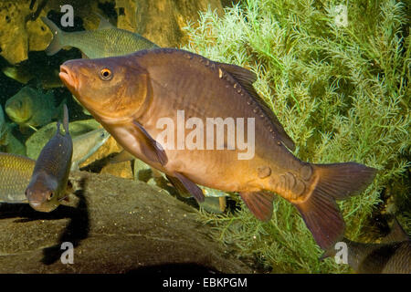 La carpe, la carpe commune, la carpe (Cyprinus carpio), natation, Allemagne Banque D'Images