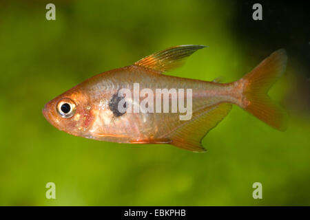 Fantôme rouge (tetra Hyphessobrycon sweglesi, Megalamphodus sweglesi), natation Banque D'Images