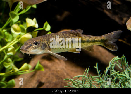 Gudgeon (Gobio gobio), natation, Allemagne Banque D'Images