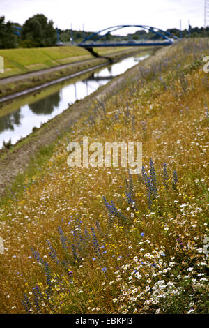 Wild Flower meadow à l'Emscher, Allemagne, Rhénanie du Nord-Westphalie, région de la Ruhr, à Essen Banque D'Images