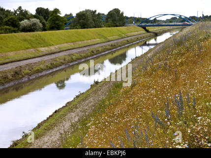 Wild Flower meadow à l'Emscher, Allemagne, Rhénanie du Nord-Westphalie, région de la Ruhr, à Essen Banque D'Images