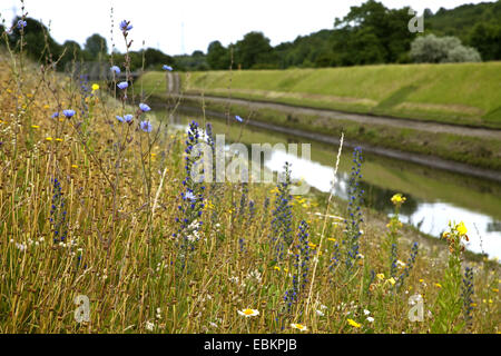 Wild Flower meadow à l'Emscher, Allemagne, Rhénanie du Nord-Westphalie, région de la Ruhr, à Essen Banque D'Images