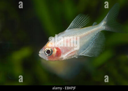 Widdoow blanc, Tetra tetra noir, jupe noire (Gymnocorymbus ternetzi tetra), race white Banque D'Images