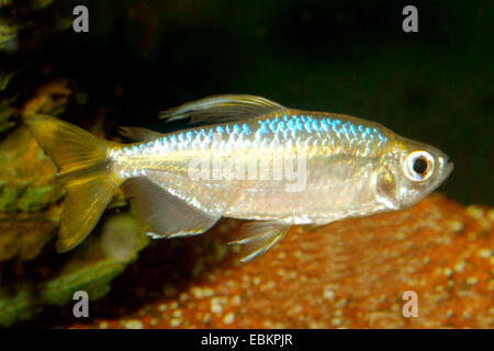 Congo jaune à queue jaune, Tetra Tetra (Hemigrammopetersius caudalis Congo, Alestopetersius caudalis), natation Banque D'Images