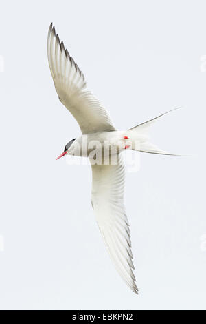 Sterne arctique (Sterna paradisaea), en vol en face de ciel blanc, Royaume-Uni, Ecosse, Fair Isle, Shetland-Inseln Banque D'Images