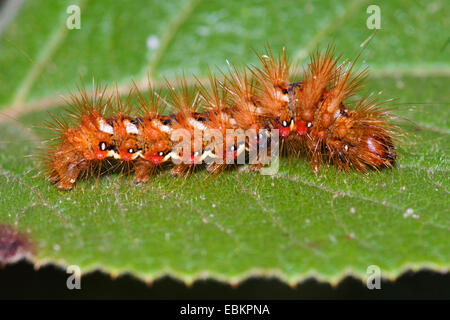 L'herbe (Acronicta rumicis knot, Apatele rumicis), Caterpillar sur une feuille, Allemagne Banque D'Images