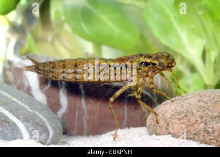 Darners, grandes libellules (Aeshnidae), larve, Allemagne Banque D'Images