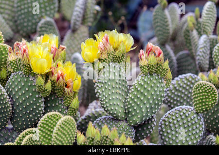 Oreilles de lapin, Polka Dot Cactus (Opuntia microdasys), blooming Banque D'Images