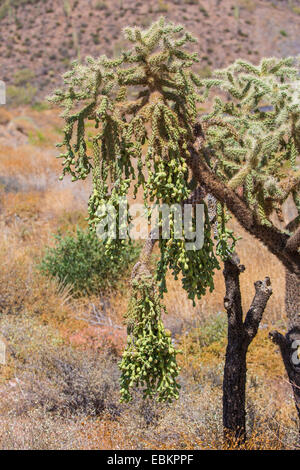 Fruit de la chaîne Cholla, Jumping Cholla, Hanging Chain Cholla, Sonora Jumping Cholla Opuntia fulgida, (Cylindropuntia fulgida), avec des fruits, USA, Arizona, broussailles Banque D'Images