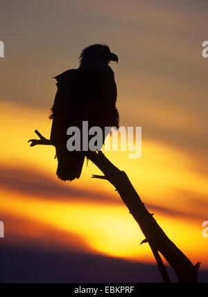 American Bald Eagle (Haliaeetus leucocephalus), sur un belvédère au coucher du soleil, USA, Floride Banque D'Images