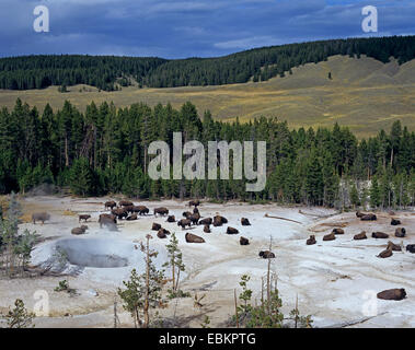 American bison, Bison (Bison bison), Troupeau de buffles à côté de hot springs, États-Unis d'Amérique, le Parc National de Yellowstone Banque D'Images