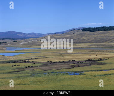 American bison, Bison (Bison bison), Troupeau de buffles dans la prairie, États-Unis d'Amérique, le Parc National de Yellowstone Banque D'Images