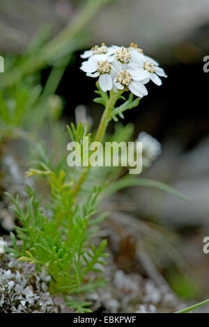 Tiges sombres Sneezewort (Achillea atrata), blooming, Allemagne Banque D'Images