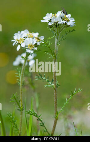 Tiges sombres Sneezewort (Achillea atrata), blooming, Allemagne Banque D'Images