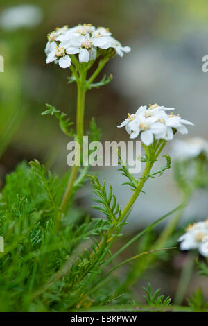 Tiges sombres Sneezewort (Achillea atrata), blooming, Allemagne Banque D'Images