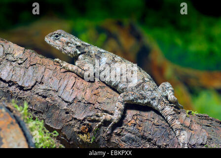 Agama à gorge bleue (Acanthocercus rivale), sur une branche Banque D'Images