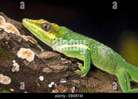 Anole chevalier (Anolis equestris, Deiroptyx equestris), portrait, Owen Banque D'Images