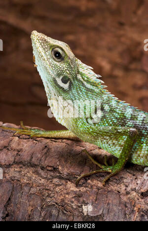 Lézard à crête verte (Bronchocela jubata), portrait Banque D'Images