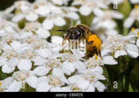 Achillée commune, l'achillée millefeuille (Achillea millefolium), avec l'abeille, Allemagne Banque D'Images