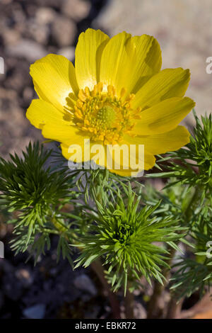 Adonis de printemps (Adonis vernalis), blooming, Allemagne Banque D'Images