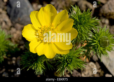 Adonis de printemps (Adonis vernalis), blooming, Allemagne Banque D'Images