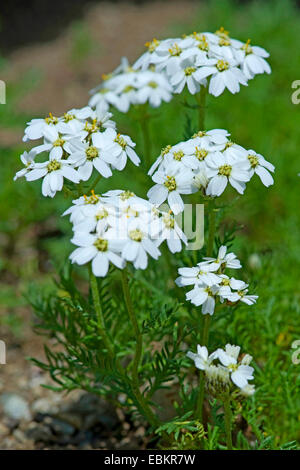 L'achillée millefeuille (Achillea moschata musc), blooming, Suisse Banque D'Images