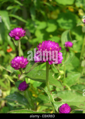 Globe amarante (Gomphrena globosa), blooming Banque D'Images