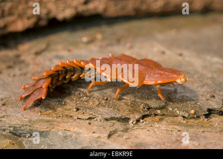 Duliticola trilobite beetle (spec.), marche à pied, sur le bois mort Banque D'Images