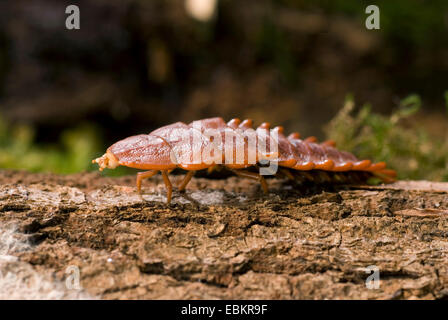 Duliticola trilobite beetle (spec.), marche à pied, sur le bois mort Banque D'Images