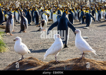 Sheathbill neigeux, le visage pâle, sheathbill Paddy (Chionis alba), trois chionis en face d'une colonie de pingouins king, l'Antarctique, Suedgeorgien Banque D'Images