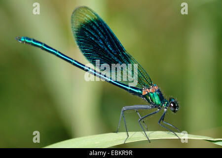 Blackwings bagués, bagués agrion, bagués (Calopteryx splendens, demoiselle Agrion splendens), homme sur une feuille, Allemagne Banque D'Images