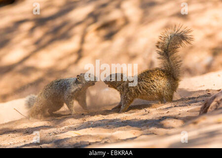 Rock squirrel (Citellus variegatus, Spermophilus variegatus ), deux hommes se battre dans le sable d'une rive de la rivière, USA, Arizona, Phoenix, Sonora Banque D'Images