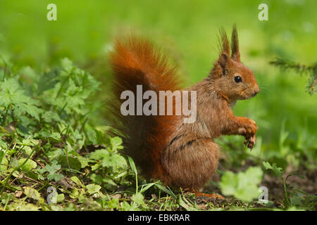 L'écureuil roux européen eurasien, l'écureuil roux (Sciurus vulgaris), assis dans un pré, Allemagne Banque D'Images