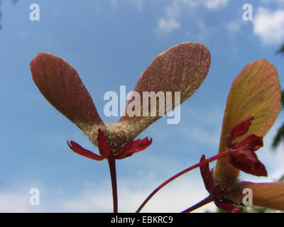 L'érable japonais (Acer japonicum 'Aconitifolium', Acer japonicum Aconitifolium), les jeunes fruits Banque D'Images