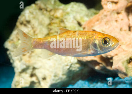 Ide, ide mélanote (Leuciscus idus), sous forme de reproduction gold Banque D'Images