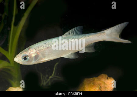 Ide, ide mélanote (Leuciscus idus), sous forme de reproduction whitegold Banque D'Images