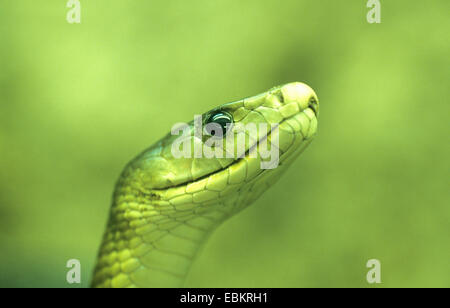 Le Mamba noir (Dendroaspis polylepis), portrait Banque D'Images