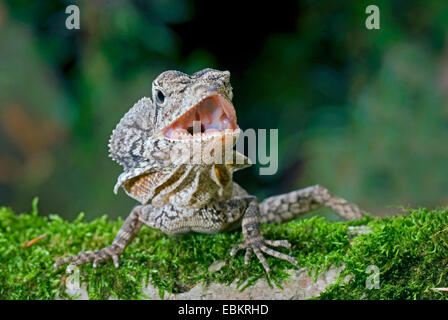 Frilled lizard, Australian frilled lizard, à col jabot, lizard King Lizard (Chlamydosaurus kingi, Chlamydosaurus kingii), menaçant Banque D'Images