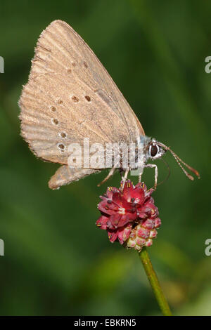 Grand bleu sombre (Maculinea nausithous), assis sur Burnett sucer le nectar, Allemagne Banque D'Images