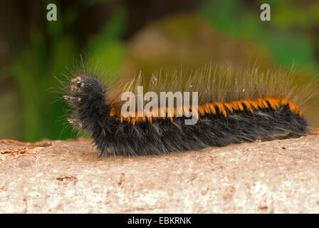 Fox Moth (Macrothylacia rubi), sur une branche, Allemagne Banque D'Images
