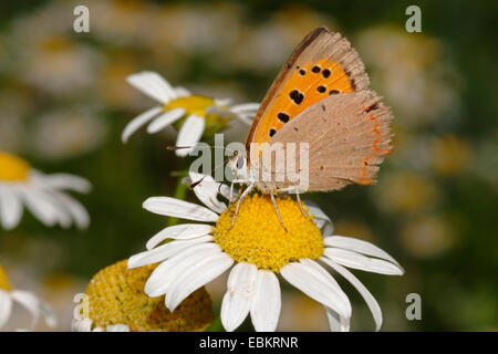 Petit cuivre (Lycaena phlaeas phlaeas), Chrysophanus, assis sur une fleur, Allemagne Banque D'Images