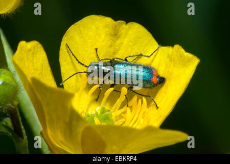 Fleurs à pointe rouge (Malachius bipustulatus coccinelle), assis sur fleur jaune, Allemagne Banque D'Images