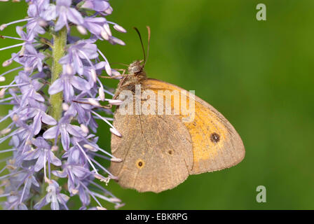 (Maniola jurtina Meadow brown, Epinephele jurtina), à fleurs violettes, Allemagne Banque D'Images